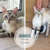 Burrata, chatte à adopter