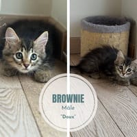 Brownie, chat à adopter