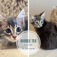 Bubble tea, chatte à adopter
