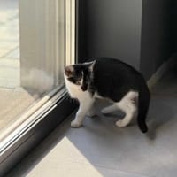 Odi, kot do adopcji