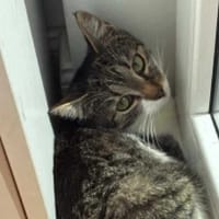 Riczia, kotka do adopcji