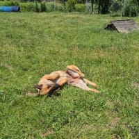 Wera, suczka do adopcji