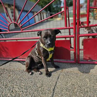 Paty, la laissée pour compte, chienne à adopter