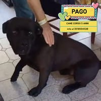 PAGO, cane da adottare