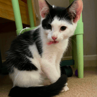 Dell Boy, cat to adopt