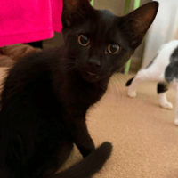 Boycie, cat to adopt