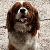 Cooper, dog to adopt