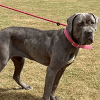 Malibu, female dog to adopt