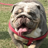 Crumpet, female dog to adopt