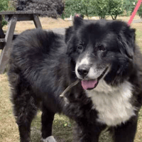 Alfie, dog to adopt