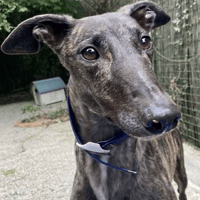 Princess, female dog to adopt