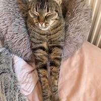 Simba, chat à adopter