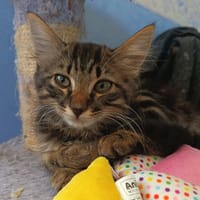 BOUBA, chat à adopter