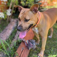 Omy, Mâle, X Berger, né le 31/01/2024 🐶, chien à adopter
