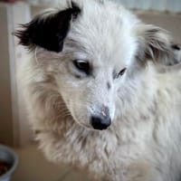 Ronja, voller Sehnsucht nach Liebe, Hündin zur Adoption
