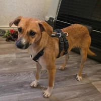Cora - liebe Hündin sucht dich, Hündin zur Adoption