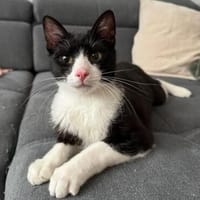 Koda Verspielter Kater sucht spielfreudige Familie, Kater zur Adoption