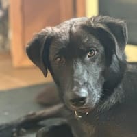 Anhänglicher Pancho sucht sein Glück, Hund zur Adoption