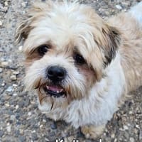 KRÜMEL, Hund zur Adoption