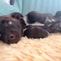 Süßer Vito🌺 sucht liebevolles Heim, Hund zur Adoption