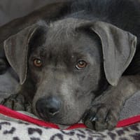 LA PAULI, verspielt und freundlich, Hund zur Adoption