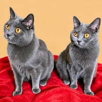 LADY GHOST und MASTER SHAKE, Kater zur Adoption