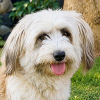 MALANA: Treue und bedingungslose Liebe, Hündin zur Adoption