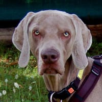COOP wünscht sich ein ruhiges Zuhause, Hund zur Adoption