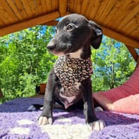 Cosimo, liebenswerter und cooler Welpe, ca. 4 Monate, ca. 25, Hund zur Adoption