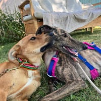 Hopi, feinfühliger Herzenshund, ca. 1 J., Hund zur Adoption