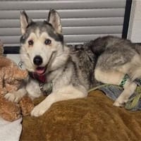 Ayla - VERZWEIFELTER HILFERUF!, Hündin zur Adoption