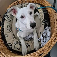 Colliemix Mable sucht eine Familie, Hündin zur Adoption