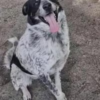 Luke - schätzt klare Strukturen und vertrauensvolle Bezieh., Hund zur Adoption