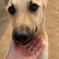 verspielte Libby, Hündin zur Adoption