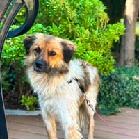 Milky - Zuhause gesucht, Hund zur Adoption