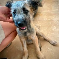 Strubbelhase Benny, Hund zur Adoption