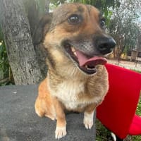 🐾❤ LUNA, 5-6 Jahre, 30/35 cm, Hündin zur Adoption