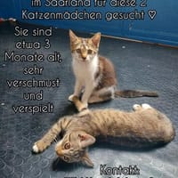 2 liebe Katzenmädchen aus dem Tierschutz suchen dringend, Katze zur Adoption