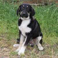 Freddy - Schwerenöter auf Familiensuche, Hund zur Adoption