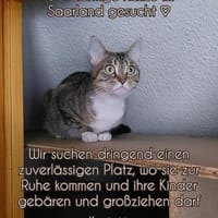 Dringend Pflegestelle für trächtige Katze gesucht, Katze zur Adoption