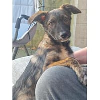 Rainbow - wartet in 49143 Bissendorf, Hündin zur Adoption