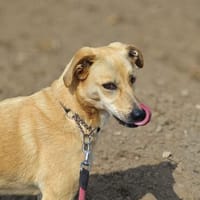 MAJA sucht ruhiges Zuhause mit Hundeerfahrung, Hündin zur Adoption