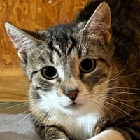 Rain, die Kämpferin, Katze zur Adoption