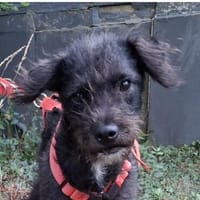 Löckchen-Stella  liebes Zuhause gesucht, Hündin zur Adoption