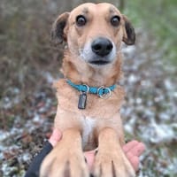 Gino sucht seinen best buddy, Hund zur Adoption