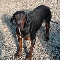 Soraya ❤ sucht ihr Für-immer-Zuhause, Hündin zur Adoption