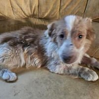 Bragi 1-2 Jahre sucht seine Menschen, Hund zur Adoption