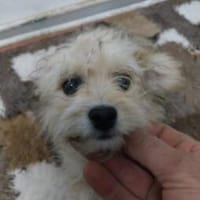 Minka 24 cm (Juli 26) Pflegestelle, Hündin zur Adoption
