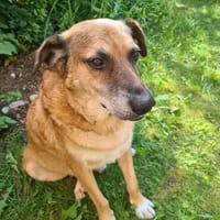 💙Ferris💙 sucht ein schönes Zuhause💙🐾, Hund zur Adoption
