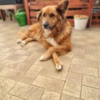 Bobby - sanfte Seele, Traumhund sucht Traum-Zuhause, Hund zur Adoption
